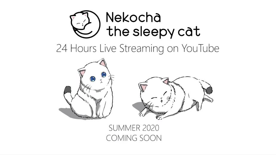 癒しのYouTubeチャンネルが今夏誕生！猫×アニメ×快眠音楽のコラボ 